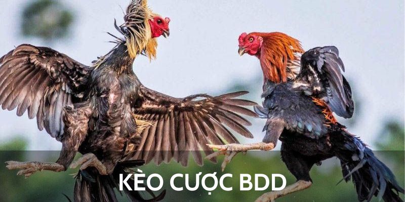 Kèo cược BDD
