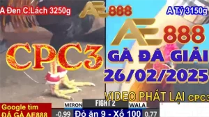 [ĐÁ GIẢI CPC3] Danh Sách Video Đá Gà Thomo 26/2/2025