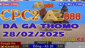 VIDEO Đá Gà Thomo C2 Ngày Hôm Nay 28/2/2025