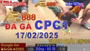 Video Xem lại Đá Gà Thomo CPC1 Hôm Nay 17/2/2025