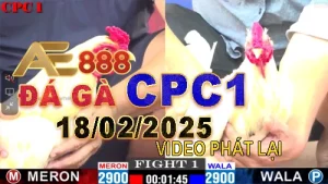 Full Video Đá Gà Thomo CPC1 Hôm Nay 18/2/2025