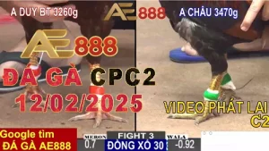 Video Xem lại Đá Gà Thomo CPC2 Hôm Nay 12/2/2025