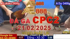 Video Phát Lại Đá Gà Thomo C2 Ngày 21/2/2025