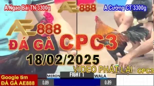 CLIP Đá Gà Thomo CPC3 Hôm Nay 18/2/2025