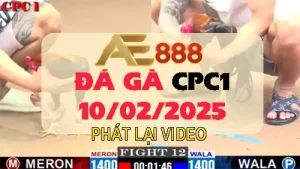 Phát lại full video Đá Gà Thomo C1 ngày 10/2/2025