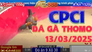 Trực Tiếp Đá Gà C1 Thomo ngày 13/3/2025