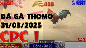 [CPC1] Video Đá Gà Trực Tiếp từ C1 ngày 31/03/2025
