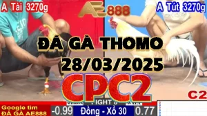[CPC2] Xem lại Đá Gà Thomo ngày 28/03/2025