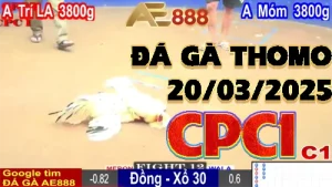 Xem Lại Đá Gà Trực Tiếp C1 Ngày 20/03/2025