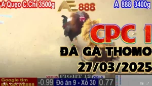 [CPC1] Phát lại Đá Gà Thomo C1 Ngày 27/03/2025