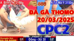 Clip Xem lại Đá Gà Thomo C2 ngày 21/03/2025