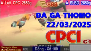 Đá Gà Trực Tiếp C1 - Clip Phát Lại Ngày 22/03/2025