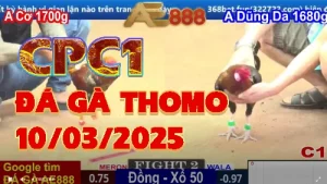 [C1] Đá Gà Trực Tiếp Thomo CPC1 ngày 10/3/2025