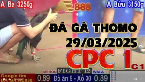 CPC1 - Video Đá Gà Thomo ngày 29/03/2025