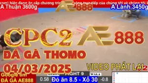 [C2] Xem lại Video Đá Gà Thomo hôm nay 5/3/2025
