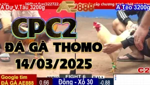 [CPC2] Video Đá Gà Trực Tiếp Thomo C2 - 14/03/2025