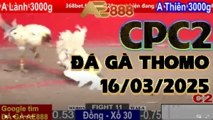 [C2]Tổng Hợp VIDEO Đá gà Thomo C2 Trực Tiếp 16/3/2025