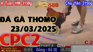 Video phát lại Đá gà trực tuyến C2 - 23/03/2025