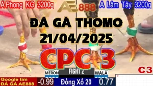 Video Phát Lại Đá Gà Trực Tiếp C3 21/04/2025