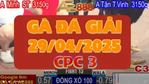 [ĐÁ GIẢI C3] Video Đá Gà Trực Tiếp C3 Ngày 29/04/2025