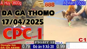 Video Đá gà trực tiếp CPC1 ngày 17/4/2025