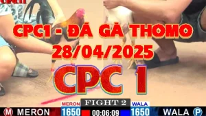 [C1] Clip Đá Gà Trực Tiếp CPC1 - Ngày 28/04/2025