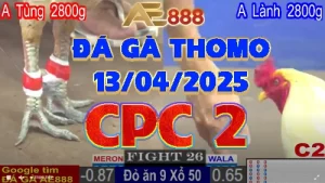 Clip phát lại đá gà trực tiếp C2 - 13/04/2025