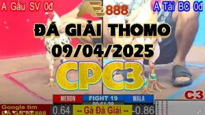 GÀ ĐÁ GIẢI THOMO C3 NGÀY 09/04/2025