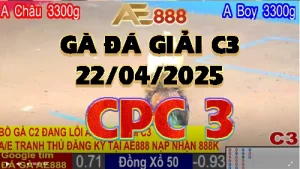 PHÁT LẠI GÀ ĐÁ THOMO ĐÁ GIẢI C3 - 23-04-2025