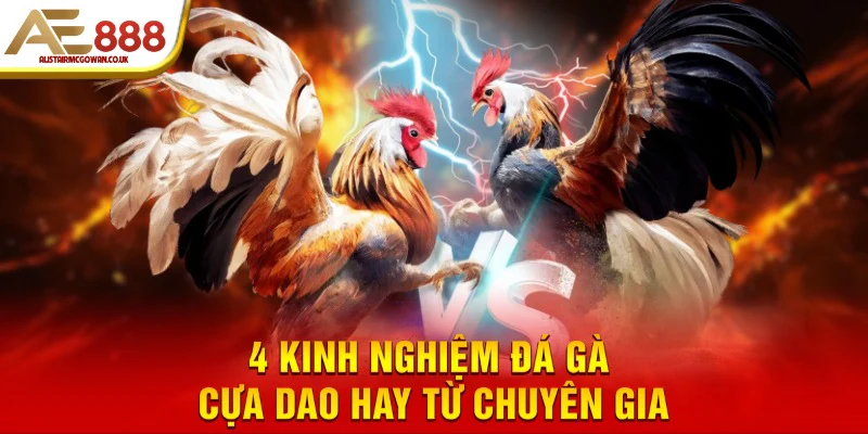 Bỏ Túi Kinh Nghiệm Đá Gà Cựa Dao Hay 5 4 kinh nghiệm đá gà cựa dao hay từ chuyên gia