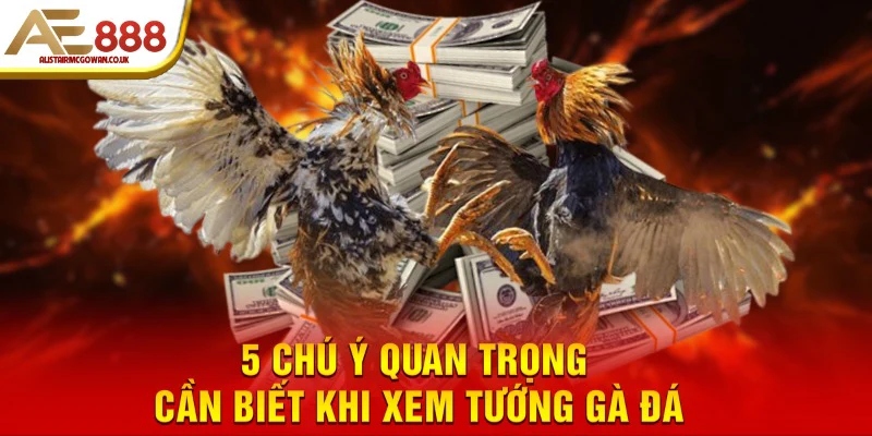 Tuyệt Chiêu Xem Tướng Gà Đá Hay | Bí Quyết Thi Đấu Bất Bại 6 5 chú ý quan trọng cần biết khi xem tướng gà đá