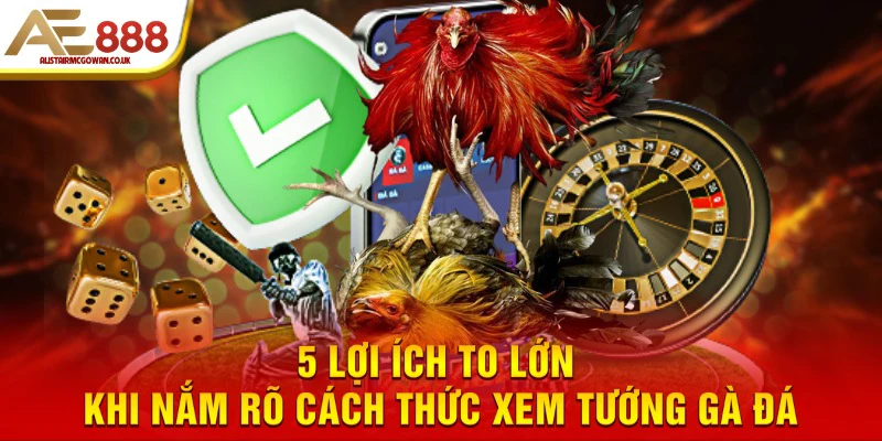 Tuyệt Chiêu Xem Tướng Gà Đá Hay | Bí Quyết Thi Đấu Bất Bại 5 5 lợi ích to lớn khi nắm rõ cách thức xem tướng gà đá