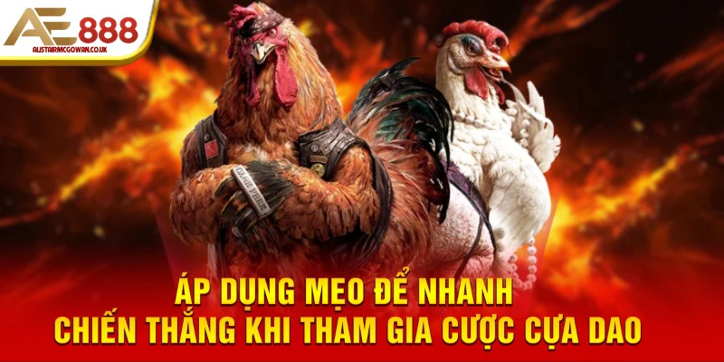 Áp dụng mẹo để nhanh chiến thắng khi tham gia cược cựa dao 