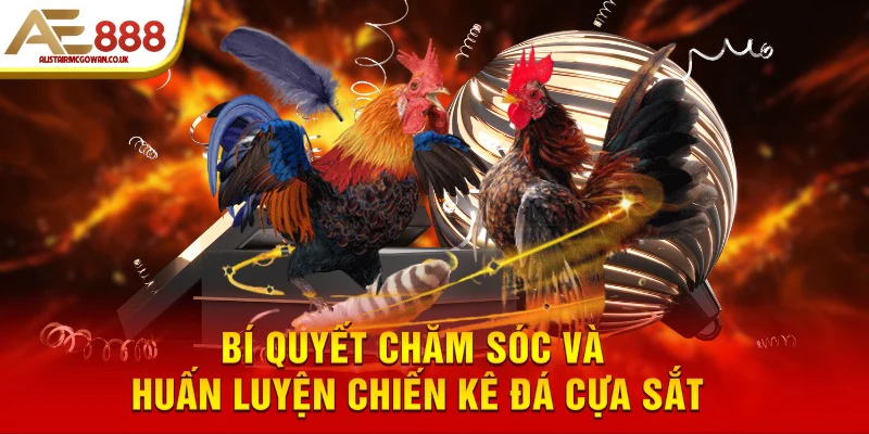 Các Giống Gà Đá Cựa Sắt Hay Được Nhiều Người Săn Đón 6 Bí quyết chăm sóc và huấn luyện chiến kê đá cựa sắt