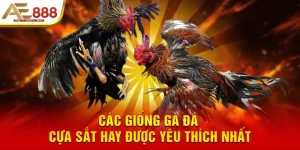 Các giống gà đá cựa sắt hay được yêu thích nhất