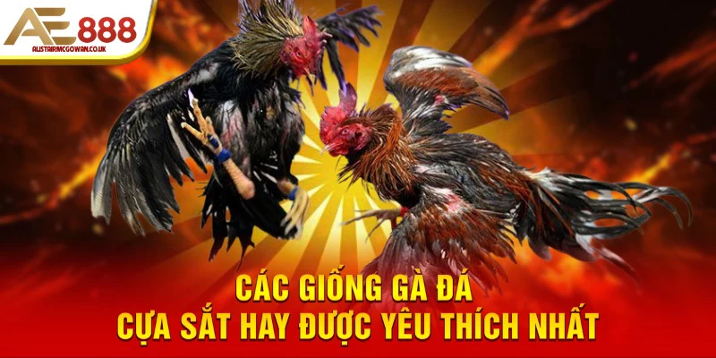Các Giống Gà Đá Cựa Sắt Hay Được Nhiều Người Săn Đón 5 Các giống gà đá cựa sắt hay được yêu thích nhất
