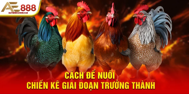 Cách Nuôi Gà Đá Từ Nhỏ - Hướng Dẫn Chi Tiết Từng Giai Đoạn 6 Cách để nuôi chiến kê giai đoạn trưởng thành