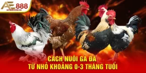 Cách nuôi gà đá từ nhỏ khoảng 0-3 tháng tuổi