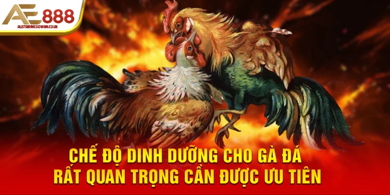 Chế độ dinh dưỡng cho gà đá rất quan trọng cần được ưu tiên