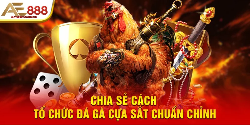Đá Gà Cựa Sắt Là Gì? Cuộc Đọ Sức Nảy Lửa Của Chiến Kê 5 Chia sẻ cách tổ chức đá gà cựa sắt chuẩn chỉnh