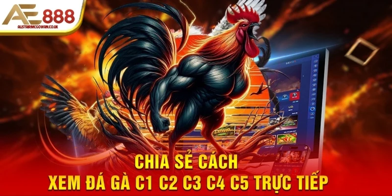 Đá Gà C1 C2 C3 C4 C5 Là Gì? Các Bồ Gà Thomo Hấp Dẫn 2025 6 Chia sẻ cách xem đá gà C1 C2 C3 C4 C5 trực tiếp