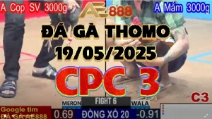Video Phát lại Đá Gà Trực Tiếp C3 - 19/05/2025