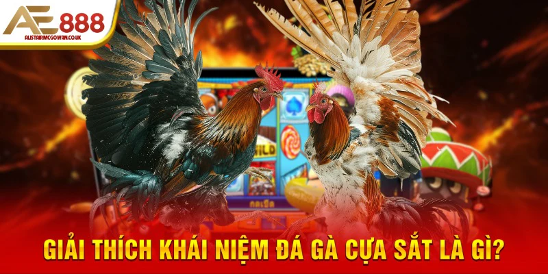 Đá Gà Cựa Sắt Là Gì? Cuộc Đọ Sức Nảy Lửa Của Chiến Kê 4 Giải thích khái niệm đá gà cựa sắt là gì?