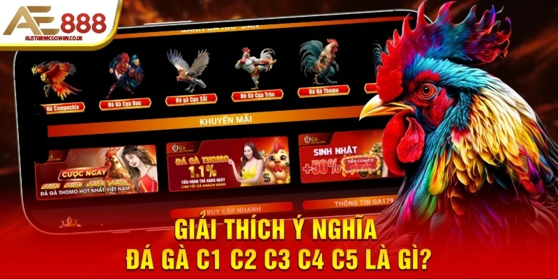 Đá Gà C1 C2 C3 C4 C5 Là Gì? Các Bồ Gà Thomo Hấp Dẫn 2025 4 Giải thích ý nghĩa đá gà C1 C2 C3 C4 C5 là gì?