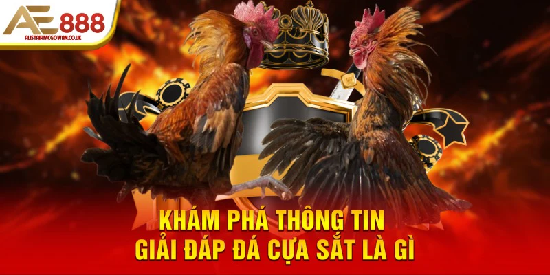 Các Giống Gà Đá Cựa Sắt Hay Được Nhiều Người Săn Đón 4 Khám phá thông tin giải đáp đá cựa sắt là gì