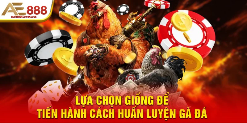 Lựa chọn giống để tiến hành cách huấn luyện gà đá 