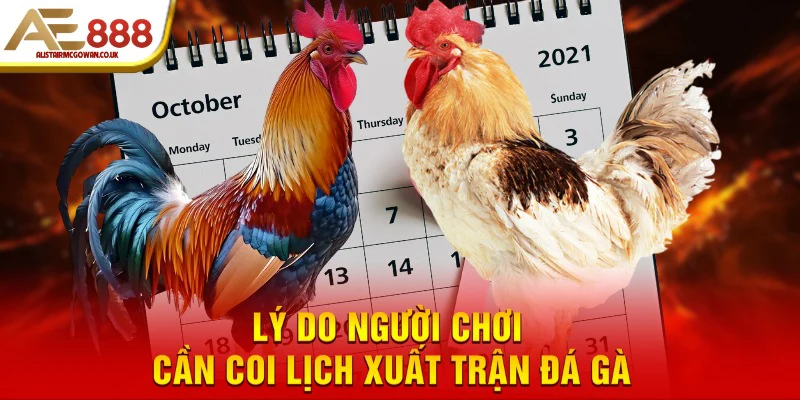 Lý do người chơi cần coi lịch xuất trận đá gà