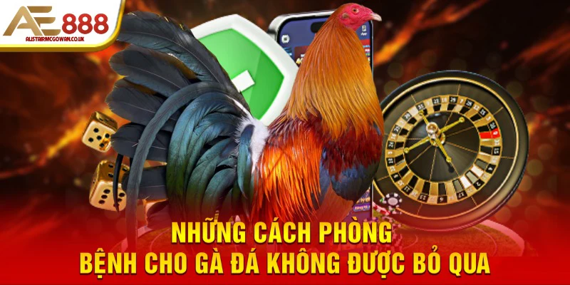 Tổng Hợp Phòng Bệnh Cho Gà Đá - Cách Cho Chiến Kê Khỏe Mạnh 5 Những cách phòng bệnh cho gà đá không được bỏ qua