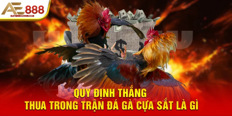 Đá Gà Cựa Sắt Là Gì? Cuộc Đọ Sức Nảy Lửa Của Chiến Kê 6 Quy định thắng thua trong trận đá gà cựa sắt là gì