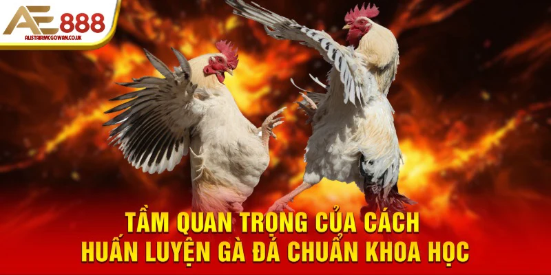Tổng Hợp Phòng Bệnh Cho Gà Đá - Cách Cho Chiến Kê Khỏe Mạnh 4 Tìm hiểu về tầm quan trọng của việc phòng bệnh cho chiến kê